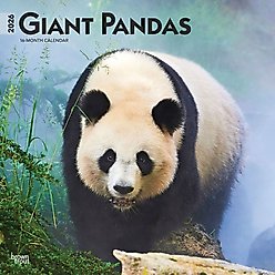 Giant Pandas 2026 Square Flap Wall Calendar