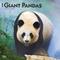 Show in main carousel: Giant Pandas 2026 Square Flap Wall Calendar slide 1 of 4