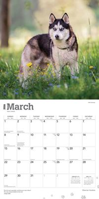 Show full view: Siberian Huskies 2026 Square Flap Wall Calendar slide 3 of 4