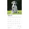 Show in main carousel: Great Danes 2026 Square Flap Wall Calendar slide 3 of 4