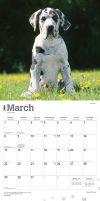 Show full view: Great Danes 2026 Square Flap Wall Calendar slide 3 of 4