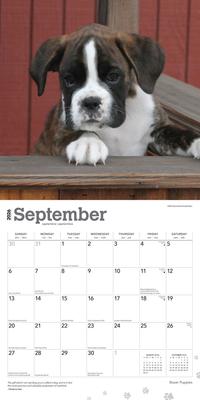 Show full view: Boxer Puppies 2026 Square Flap Wall Calendar slide 4 of 4