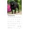 Show in main carousel: Pugs 2026 Square Flap Wall Calendar slide 4 of 4