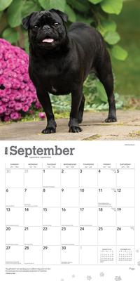 Show full view: Pugs 2026 Square Flap Wall Calendar slide 4 of 4