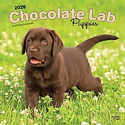 Labrador Retriever Puppies, Chocolate 2026 Square Flap Wall Calendar