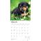 Show in main carousel: Dachshund Puppies 2026 Square Flap Wall Calendar slide 3 of 4