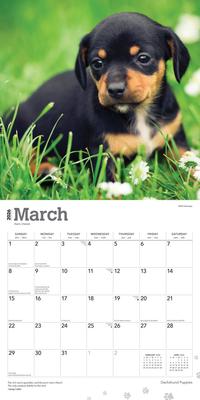 Show full view: Dachshund Puppies 2026 Square Flap Wall Calendar slide 3 of 4