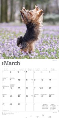 Show full view: Yorkshire Terriers 2026 Square Flap Wall Calendar slide 3 of 4