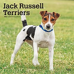 Jack Russell Terriers 2026 Square Flap Wall Calendar