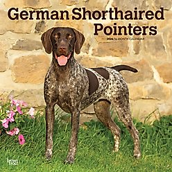 German Shorthaired Pointers 2026 Square Flap Wall Calendar