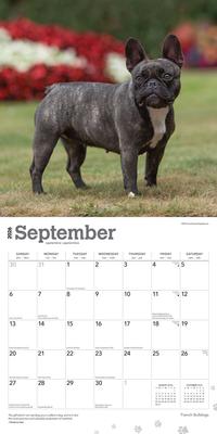 Show full view: French Bulldogs 2026 Square Flap Wall Calendar slide 4 of 4