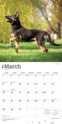 Show full view: Belgian Malinois 2026 Square Flap Wall Calendar slide 3 of 4