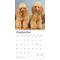 Show in main carousel: Poodles 2026 Square Flap Wall Calendar slide 4 of 4