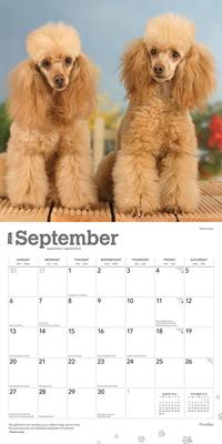 Show full view: Poodles 2026 Square Flap Wall Calendar slide 4 of 4
