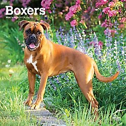 Boxers International Edition 2026 Square Flap Wall Calendar