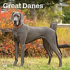Great Danes 2026 Square Flap Wall Calendar