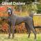 Show in main carousel: Great Danes 2026 Square Flap Wall Calendar slide 1 of 4