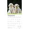 Show in main carousel: Golden Retriever Puppies 2026 Square Flap Wall Calendar slide 4 of 4