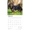 Show in main carousel: Cavalier King Charles Spaniels 2026 Square Flap Wall Calendar slide 3 of 4
