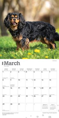 Show full view: Cavalier King Charles Spaniels 2026 Square Flap Wall Calendar slide 3 of 4