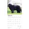 Show in main carousel: Newfoundlands 2026 Square Flap Wall Calendar slide 3 of 4