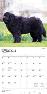 Show full view: Newfoundlands 2026 Square Flap Wall Calendar slide 3 of 4