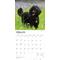 Show in main carousel: Poodles 2026 Square Flap Wall Calendar slide 3 of 4