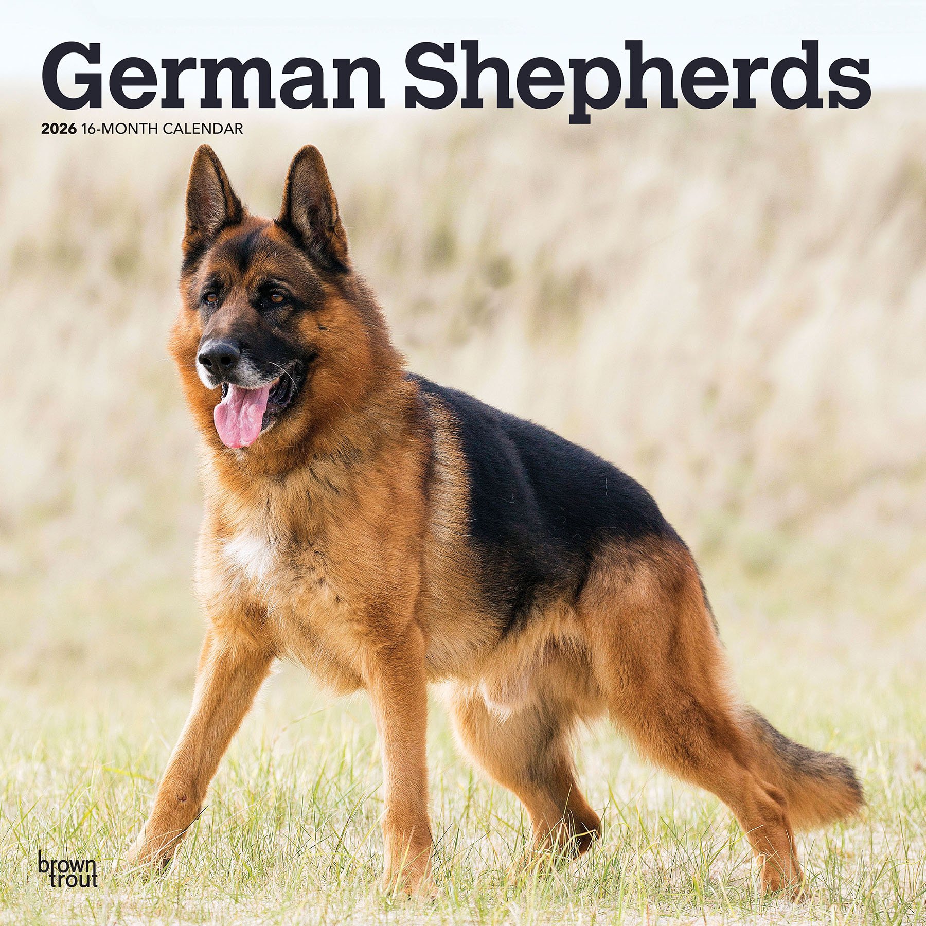 Australian Shepherds 2026 Square Flap Wall Calendar
