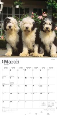Show full view: Old English Sheepdogs 2026 Square Flap Wall Calendar slide 3 of 4