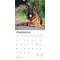Show in main carousel: German Shepherds 2026 Square Flap Wall Calendar slide 4 of 4