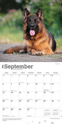 Show full view: German Shepherds 2026 Square Flap Wall Calendar slide 4 of 4