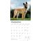Show in main carousel: Belgian Malinois 2026 Square Flap Wall Calendar slide 4 of 4