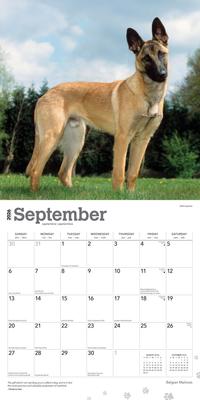 Show full view: Belgian Malinois 2026 Square Flap Wall Calendar slide 4 of 4