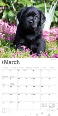 Show full view: Labrador Retriever Puppies, Black 2026 Square Flap Wall Calendar slide 3 of 4
