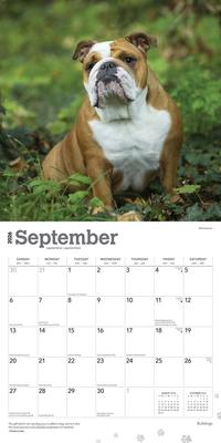 Show full view: Bulldogs 2026 Square Flap Wall Calendar slide 4 of 4