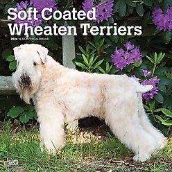 Wheaten Terriers, Soft Coated 2026 Square Flap Wall Calendar