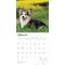 Show in main carousel: Welsh Corgis, Pembroke 2026 Square Flap Wall Calendar slide 3 of 4