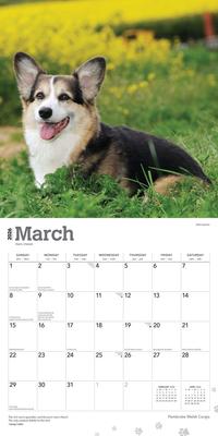 Show full view: Welsh Corgis, Pembroke 2026 Square Flap Wall Calendar slide 3 of 4