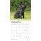Show in main carousel: Schnauzers, Miniature 2026 Square Flap Wall Calendar slide 4 of 4