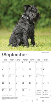Show full view: Schnauzers, Miniature 2026 Square Flap Wall Calendar slide 4 of 4