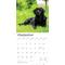 Show in main carousel: Labrador Retrievers, Black 2026 Square Flap Wall Calendar slide 4 of 4
