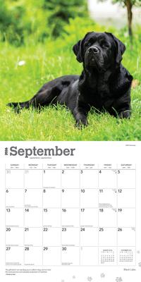 Show full view: Labrador Retrievers, Black 2026 Square Flap Wall Calendar slide 4 of 4
