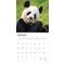 Show in main carousel: Giant Pandas 2026 Square Flap Wall Calendar slide 3 of 4