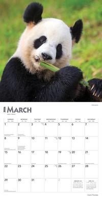 Show full view: Giant Pandas 2026 Square Flap Wall Calendar slide 3 of 4