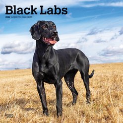 Labrador Retrievers, Black 2026 Square Flap Wall Calendar