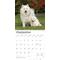 Show in main carousel: Samoyeds 2026 Square Flap Wall Calendar slide 4 of 4