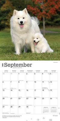 Show full view: Samoyeds 2026 Square Flap Wall Calendar slide 4 of 4