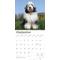 Show in main carousel: Old English Sheepdogs 2026 Square Flap Wall Calendar slide 4 of 4
