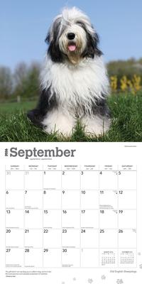 Show full view: Old English Sheepdogs 2026 Square Flap Wall Calendar slide 4 of 4