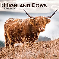 Highland Cows 2026 Square Flap Wall Calendar